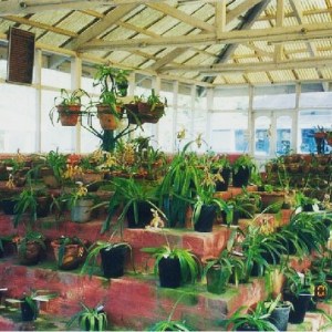 nursery of orchids inside green house