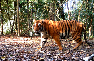 Tiger at pakke tiger reserve bhalukpong