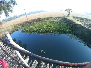 Pond at yangdarsil cottage Turquoise water pond at yagdarsil cottage in Majuli