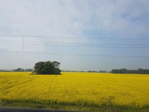 Mustard field in Majuli Golden yellow matured plant field in Majuli