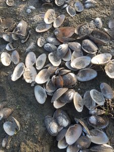 Shell on the bank of luit river in majuli Black-white small shells on the bank of luit river in Majuli
