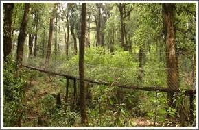 Root Bridge at lalegaon