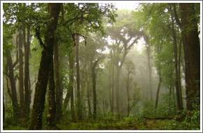 Forest canopy walk at lalegaon