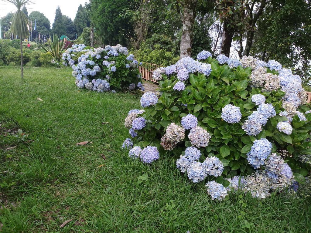 Pic of  light blue flowers at Delo Park