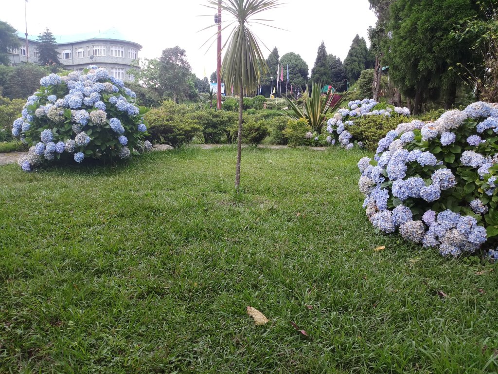 Light blue flowers at Delo Park