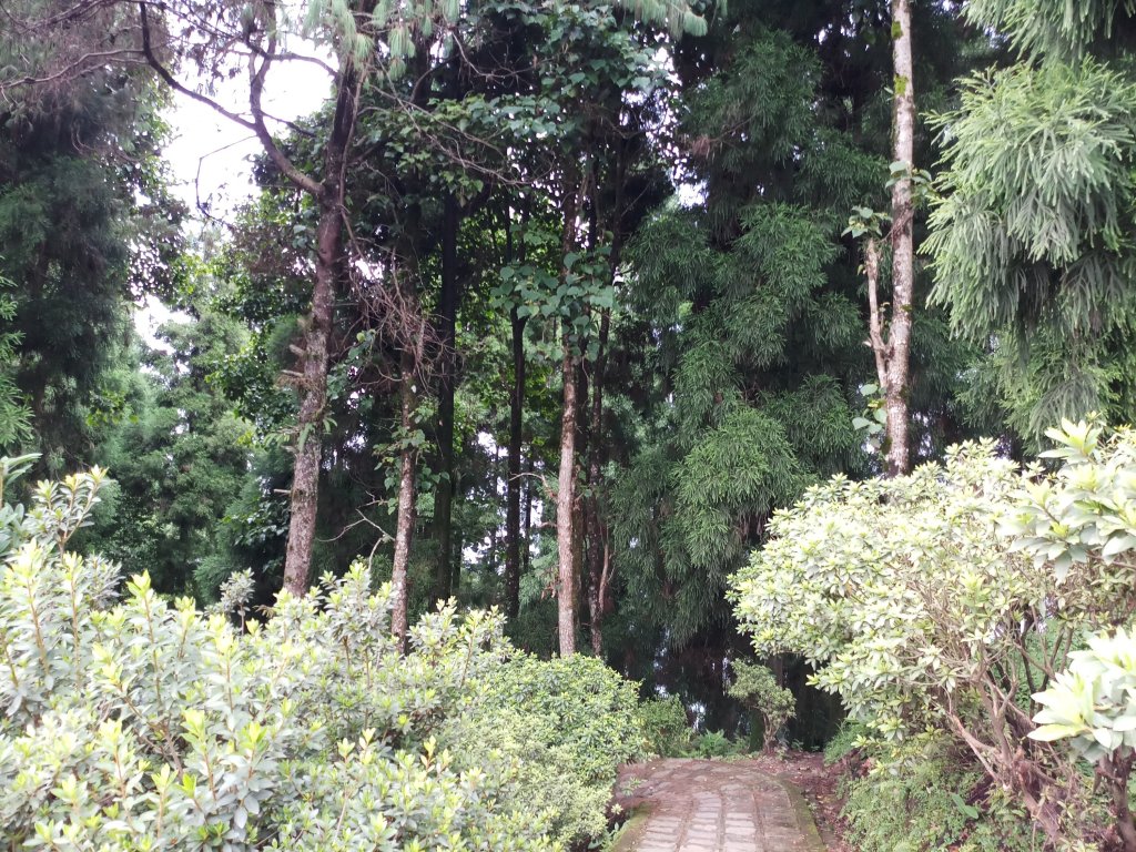 Pic of Tall trees at Delo Park in Kalimpong 