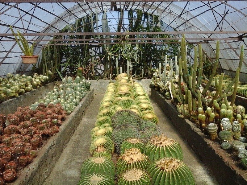 Pine view cactus nursery orchid in kalimpong