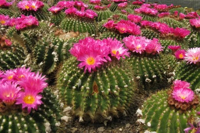 Pic of cactus at pine view nursery cactus orchid in Kalimpong 